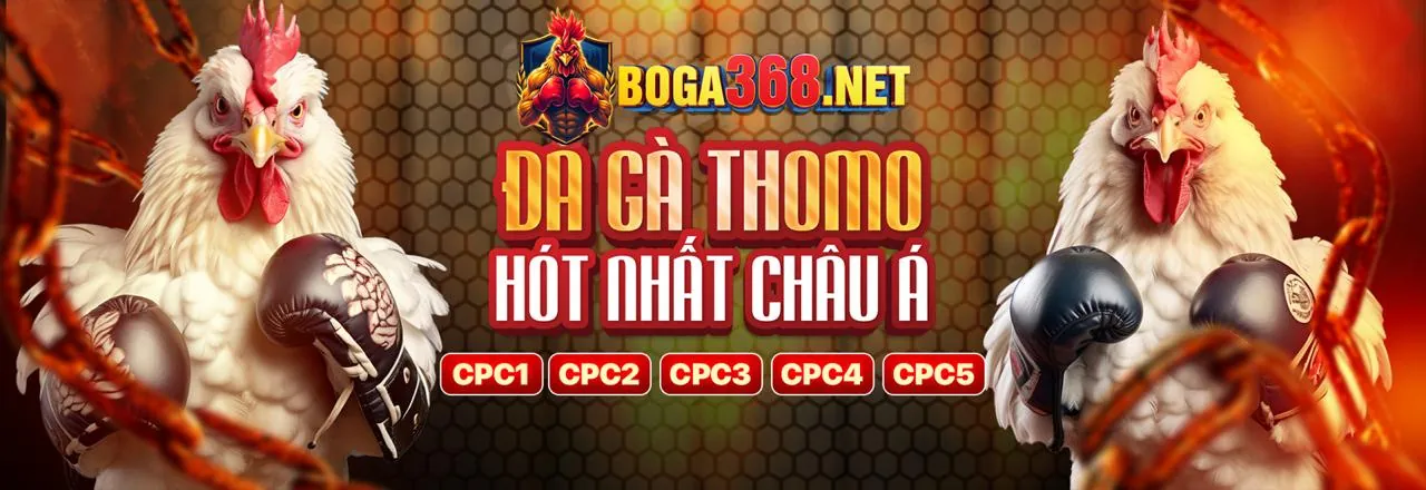 Đấu trường đá gà trực tuyến Tiphu88